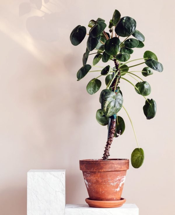 Areca Palm Plant - Image 2